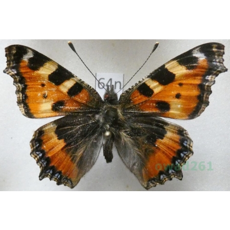 Aglais urticae (Linnaeus, 1758) Rusałka pokrzywnik Poland64n